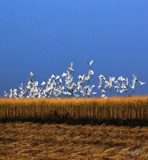 15194455_1115395015180638_479613183042150928_o