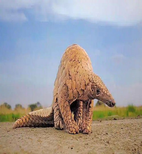 Pangolin - Ansar Khan--621x414