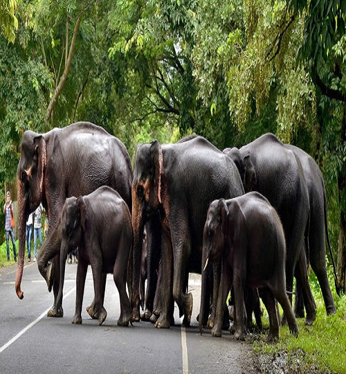 elephant-herd