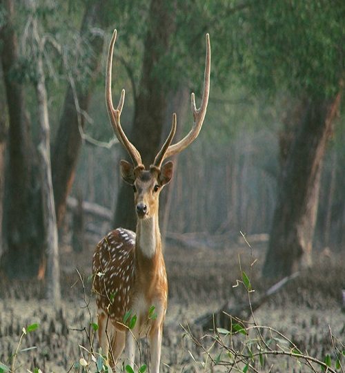 Spotted-male-deer-Sundarbans-national-park-west-bengal