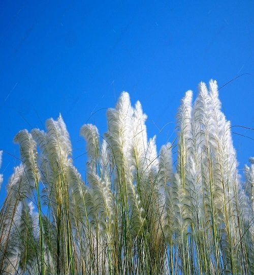 beautiful-white-kash-kans-grass-flower-blue-sky-plant-growing-india-durga-puja-festival-time-background-126923405-transformed